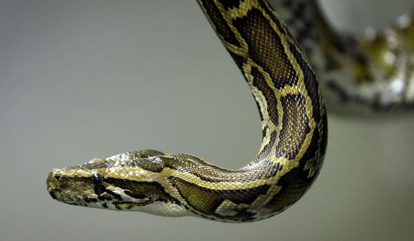 Photo: Tiger Python Snake