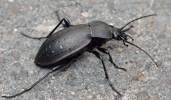 Photo: What a ground beetle looks like 