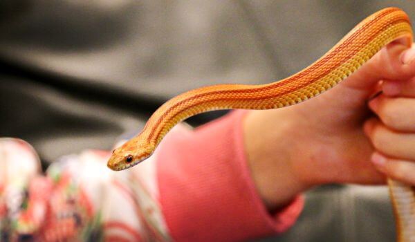 Foto: Red corn snake