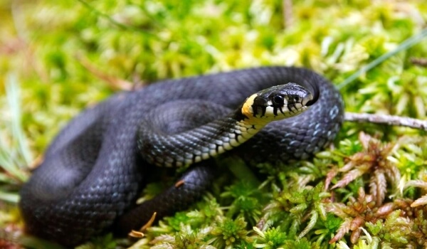 Photo: Black snake