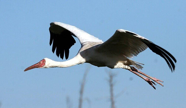 Photo: White Crane in Flight