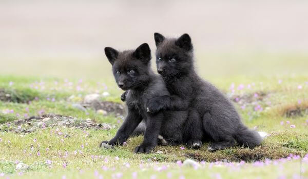 Photo: Silver Fox Cubs