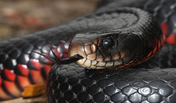 Photo: What a black snake looks like