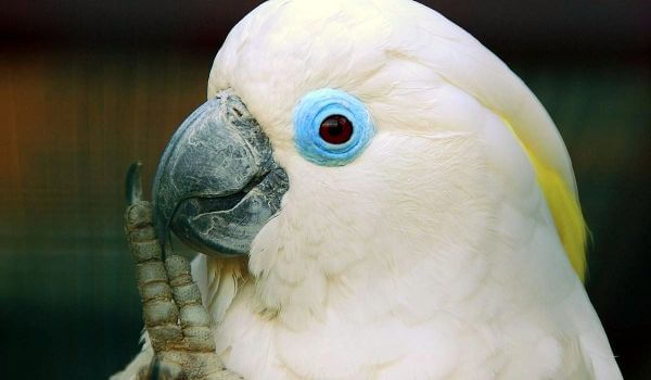 Foto: papagaio cacatua