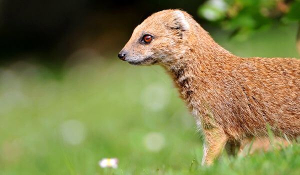 Photo: Little Mongoose