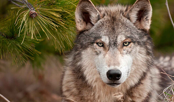 Photo: What a gray wolf looks like