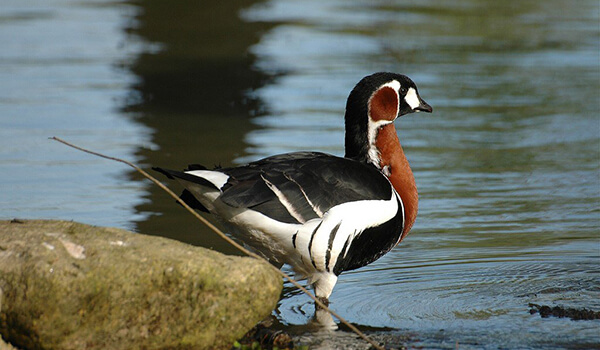 Photo: Red-throated Goose