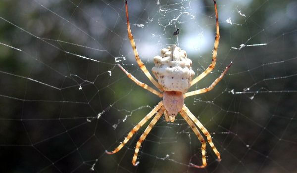 Photo: White Karakurt Spider