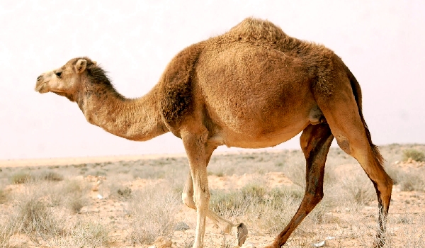 Inimigos do camelo corcunda