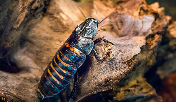 Photo: Madagascar cockroach