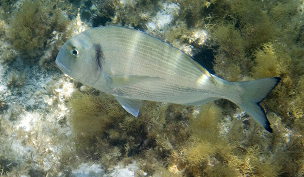 Foto: peixe dourado
