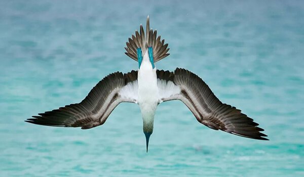 Foto: Blue-footed booby