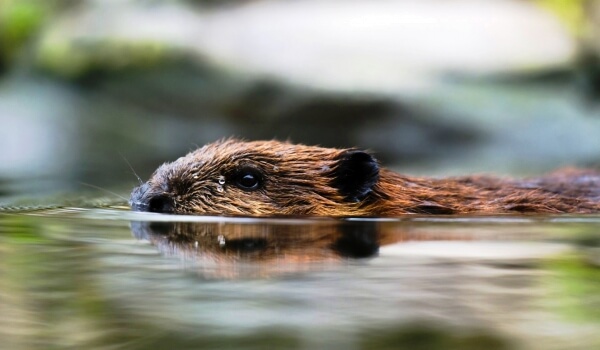 Photo: West Siberian river beaver