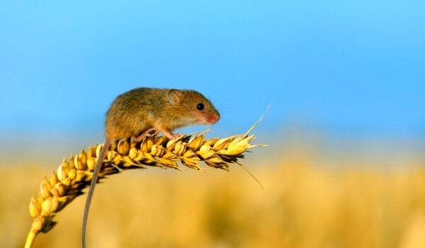 Foto: ratón topillo animal