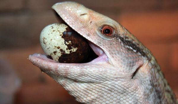 Photo: Cape monitor lizard