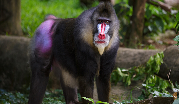 Photo: Mandrill from the Red Book