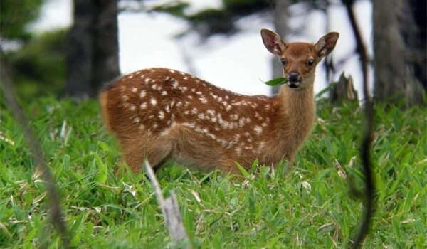 Photo: Baby Sika Deer