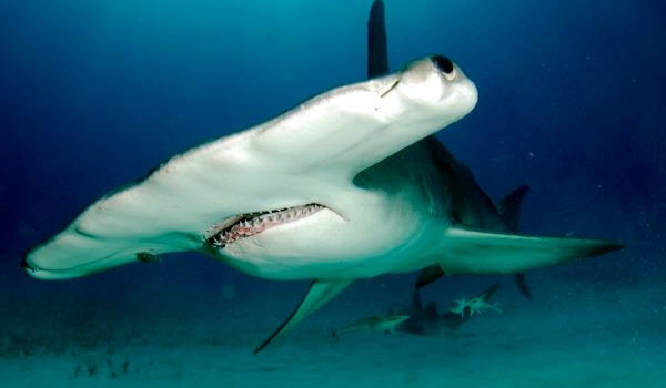 Photo: Giant hammerhead shark