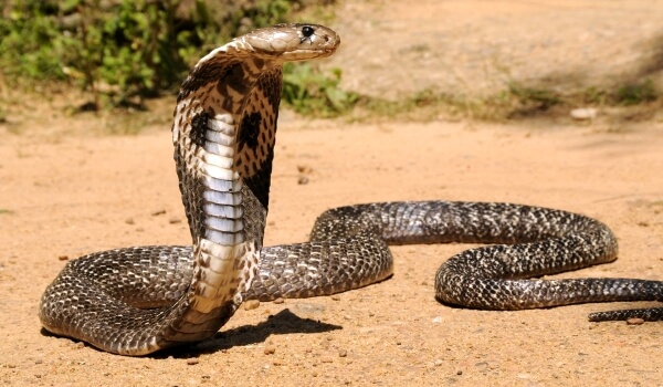 Foto: cobra reale