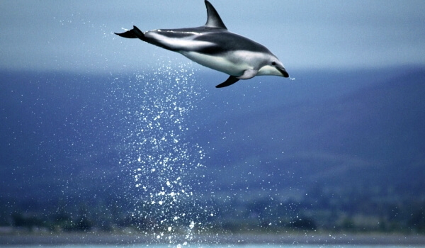 Photo: White-faced dolphin in Russia