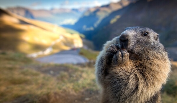 What do marmots eat