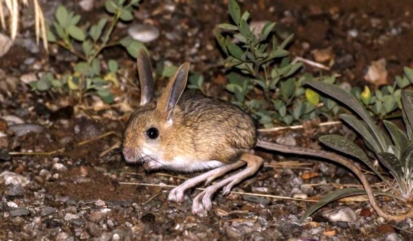 Photo: Large Jerboa Red Book