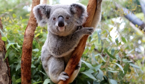 Foto: Koala Animal