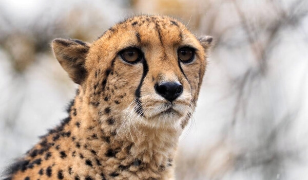 Photo: Cheetah Cat