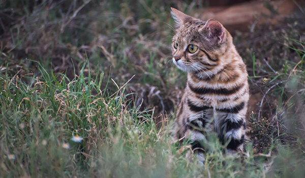 Photo : Black-footed cat