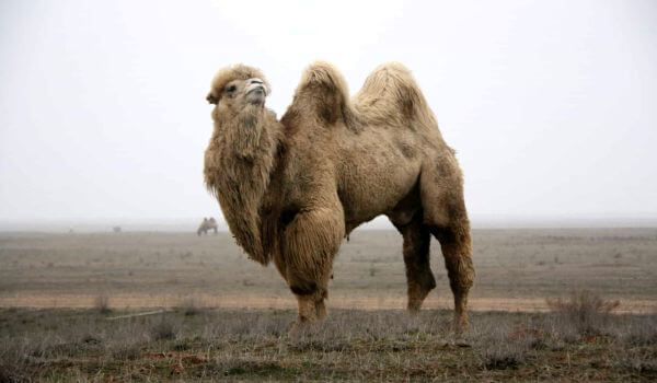 Foto: Bactriano camelo no deserto