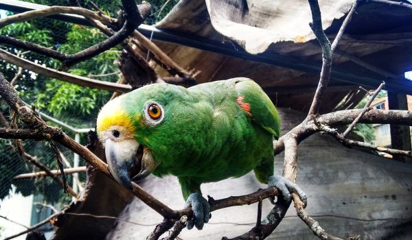 Photo: Female Alexandrine Parakeet