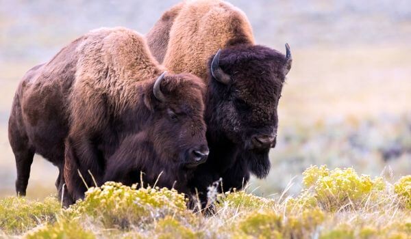 Photo: Bison from America