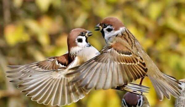 Photo: Pair of Sparrows