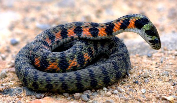 Photo: Tiger snake from the Red Boek