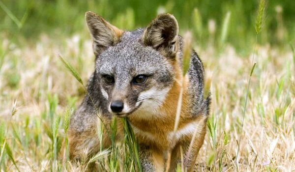  Photo: Animal gray fox