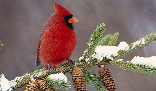 Photo Red Cardinal in America