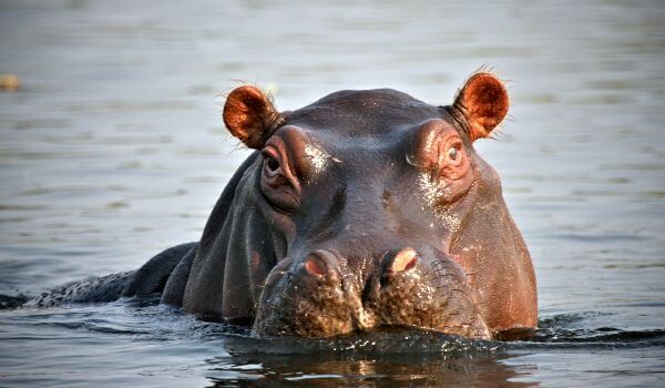 Foto: Nijlpaard in het water