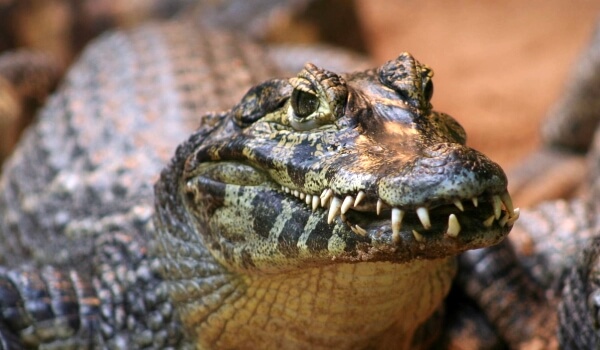 Photo: Caiman alligator