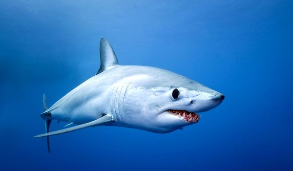 Foto: Mako shark in the water