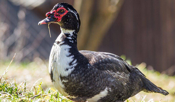 Photo: Muscovy duck in nature