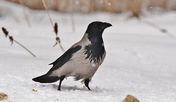 Foto: Corvo encapuzado no inverno