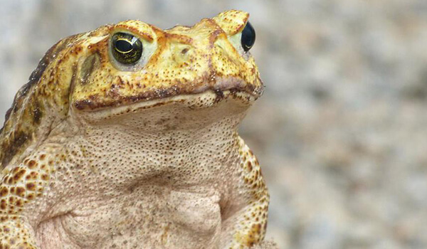 Photo: Aga toad in nature