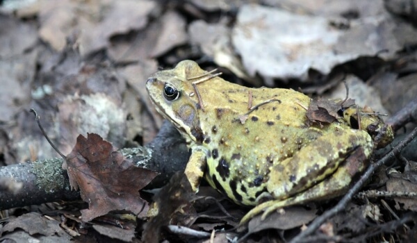 Photo: Toads from the Red Book