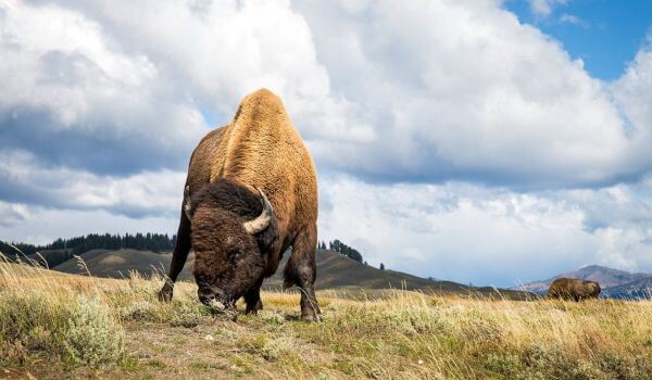 Photo: Animal bison