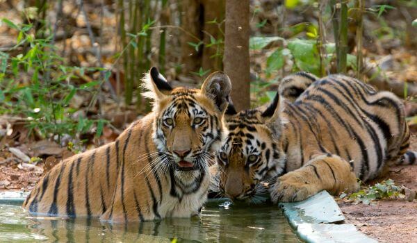 Foto: tigres indianos na natureza