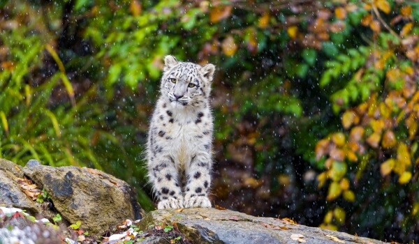 Photo: Snow Leopard Cub