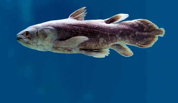 Photo: Coelacanth Fish