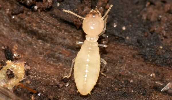 Photo: White Termite