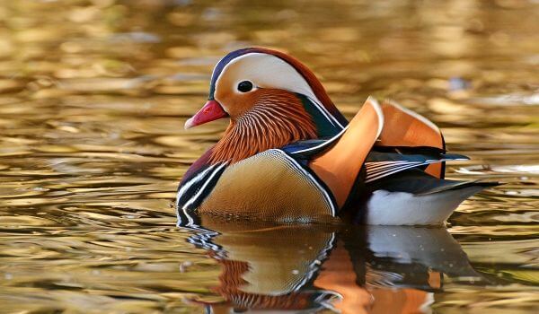 Photo: Mandarin duck bird
