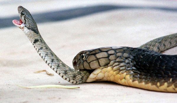 Photo: Dangerous king cobra